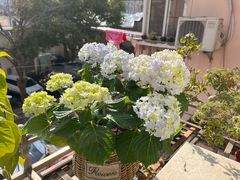 -双季花艺园艺市场(浦东店)