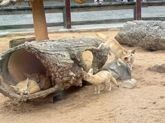 -深圳野生动物园