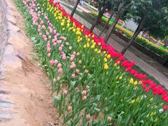 -洛阳郁金香牡丹园
