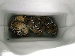 -七的湖·晚芳亭·阳澄湖农家菜·大闸蟹(莲花岛店)