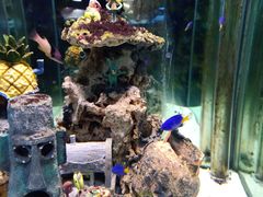 -太平洋海底世界