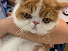 -飞行喵MR PILOT|猫舍·猫咖(静安大融城店)