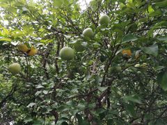 -昆山城市生态森林公园