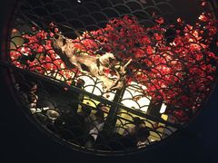 -捞王猪肚鸡火锅(财富中心店)