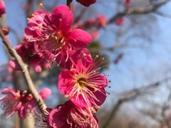 -梅花山(明孝陵内)