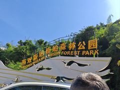 -西双版纳原始森林公园