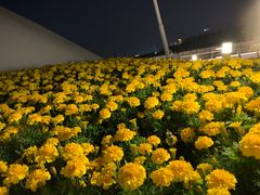 -耳艺采耳·足疗(东圃店)