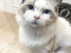 -楼上猫咖(罗湖店)