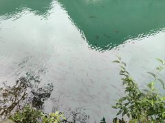 -靖西鹅泉风景区