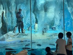 -帝企鹅自助餐厅•儿童岛•真企鹅(长隆企鹅酒店)