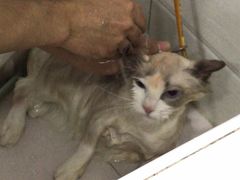-酷狗靓猫宠物·洗护·美容·寄养(航北路店)