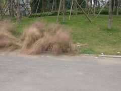 -白鹭湾湿地公园