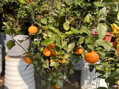 -西安市长乐公园