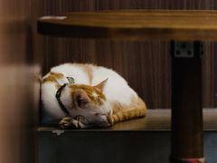 -Again Coffee Roaster(香蜜湖店)