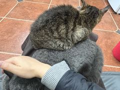 -萌喵宠狗爱心宠咖