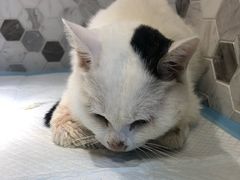 -宠爱国际动物医院·消化内科·心肾内科·ISFM猫友好(望京店)