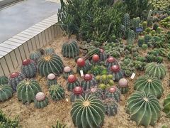 -深圳仙湖植物园
