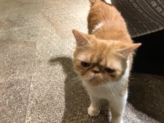-more than meow吴止猫主题餐厅(承德 中船汇店)