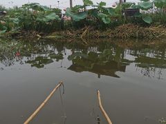 -同銮特种养殖场·龙虾垂钓