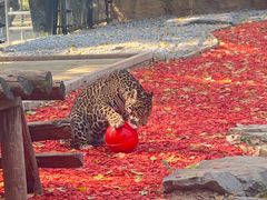 -北京野生动物园