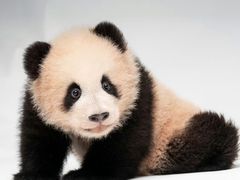 -鲜粉匠·鲍汁肠粉(民治店)