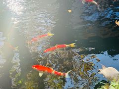 -鲤院·新中式美学·庭院餐厅(夫子庙店)