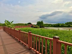 -芒洲湿地公园