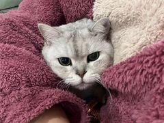 -瑞派康怡24h宠物医院·犬猫医疗中心·微创绝育(瑞景分院)