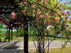 -鹅湖玫瑰文化园