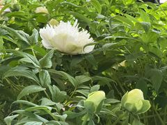 -洛阳市隋唐城遗址植物园