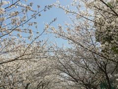 -高东镇樱花园