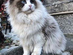 -喵屿·大理花园猫咖