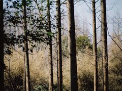 -东平国家森林公园