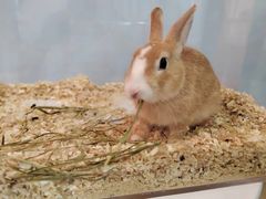 -喵宠乐园·撸猫互动·猫舍