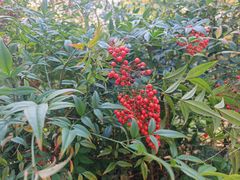 -上海市保健医疗中心