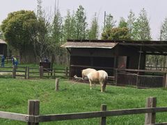 -田园东方蜜桃村的田野营地