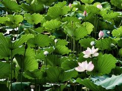 -荔湾湖公园