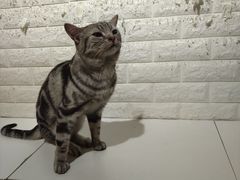 -平行世界·猫咖(首经贸店)