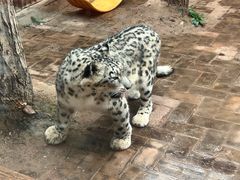 -青藏高原野生动物园