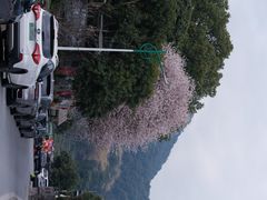 -阿巧茶庄