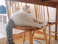 -猫小主咖啡·猫咖cat cafe(福田店)