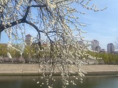 -桃花堤公园