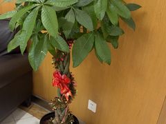 -雅悦齿科(顾村公园店)