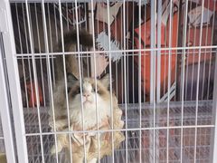 -喵百万·布偶·蓝金金渐层英短·猫舍(百子湾店)