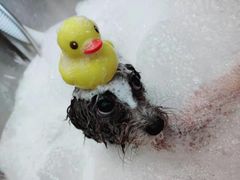 -PETKIT小佩宠物(古北店)