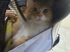 -中农国际动物医院24小时·猫科·骨科·急重症中心