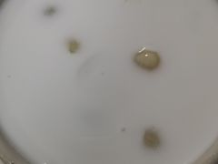 椰汁西米露-仁信双皮奶(东川路店)