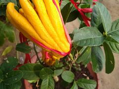 -南通洲际绿博园