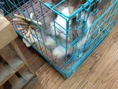-志龙皇冠吃货椰子铺