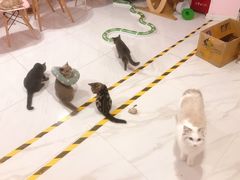 -三花喵·撸猫购宠·宠物生活馆(虹桥南丰城店)